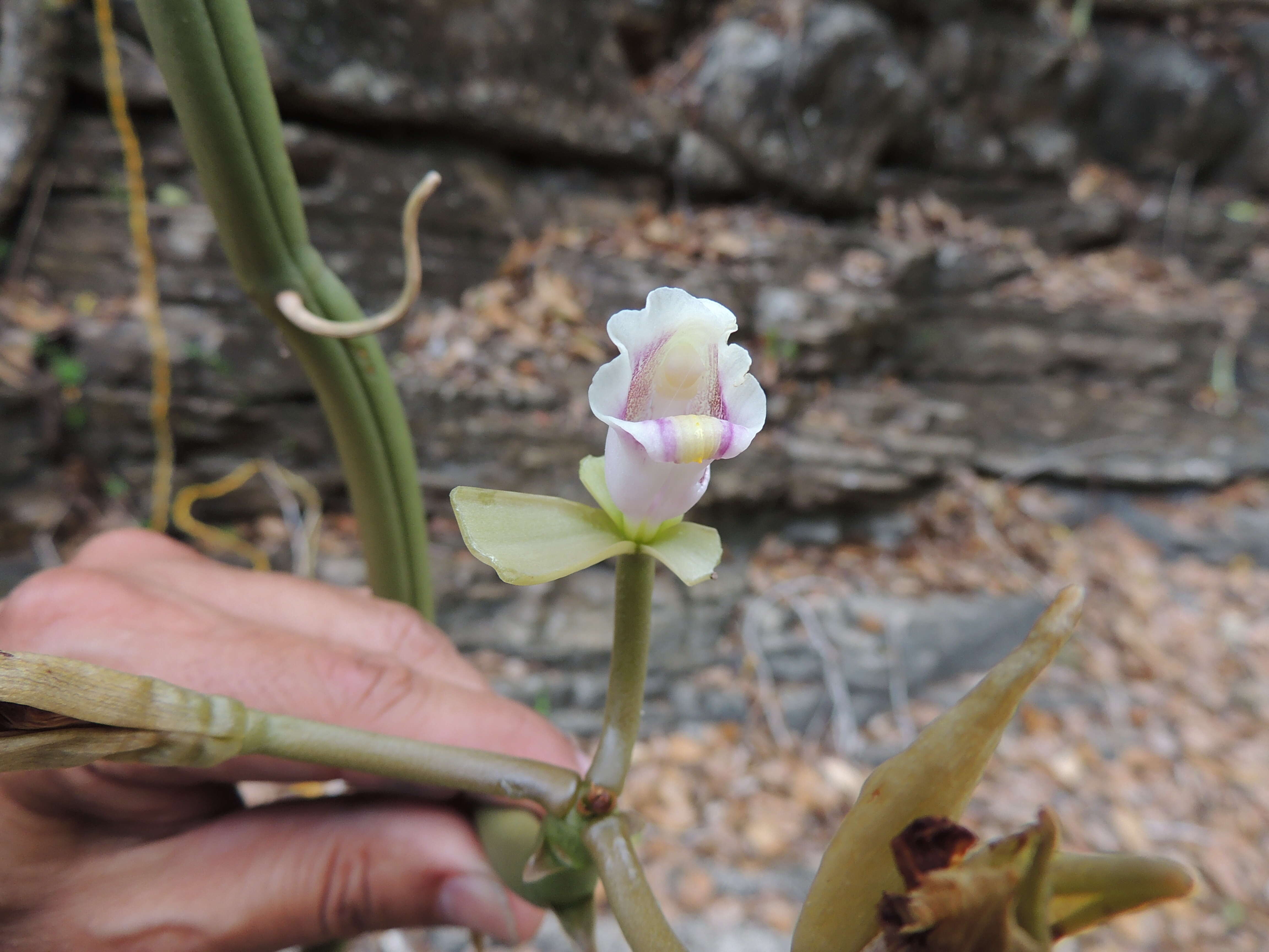 Image of Wormvine Orchid