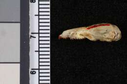 Image of Merriam's Shrew