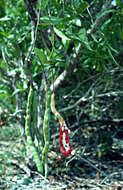 Image of Phenax rugosus (Poir.) Wedd.