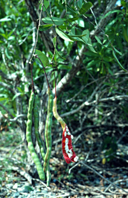 Image of Phenax rugosus (Poir.) Wedd.