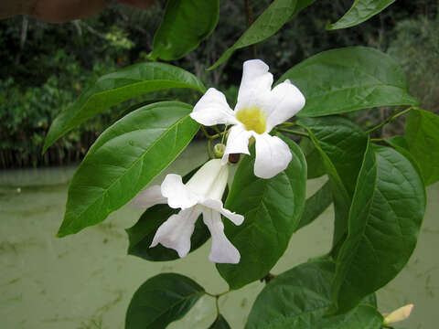 Image de Bignonia aequinoctialis L.