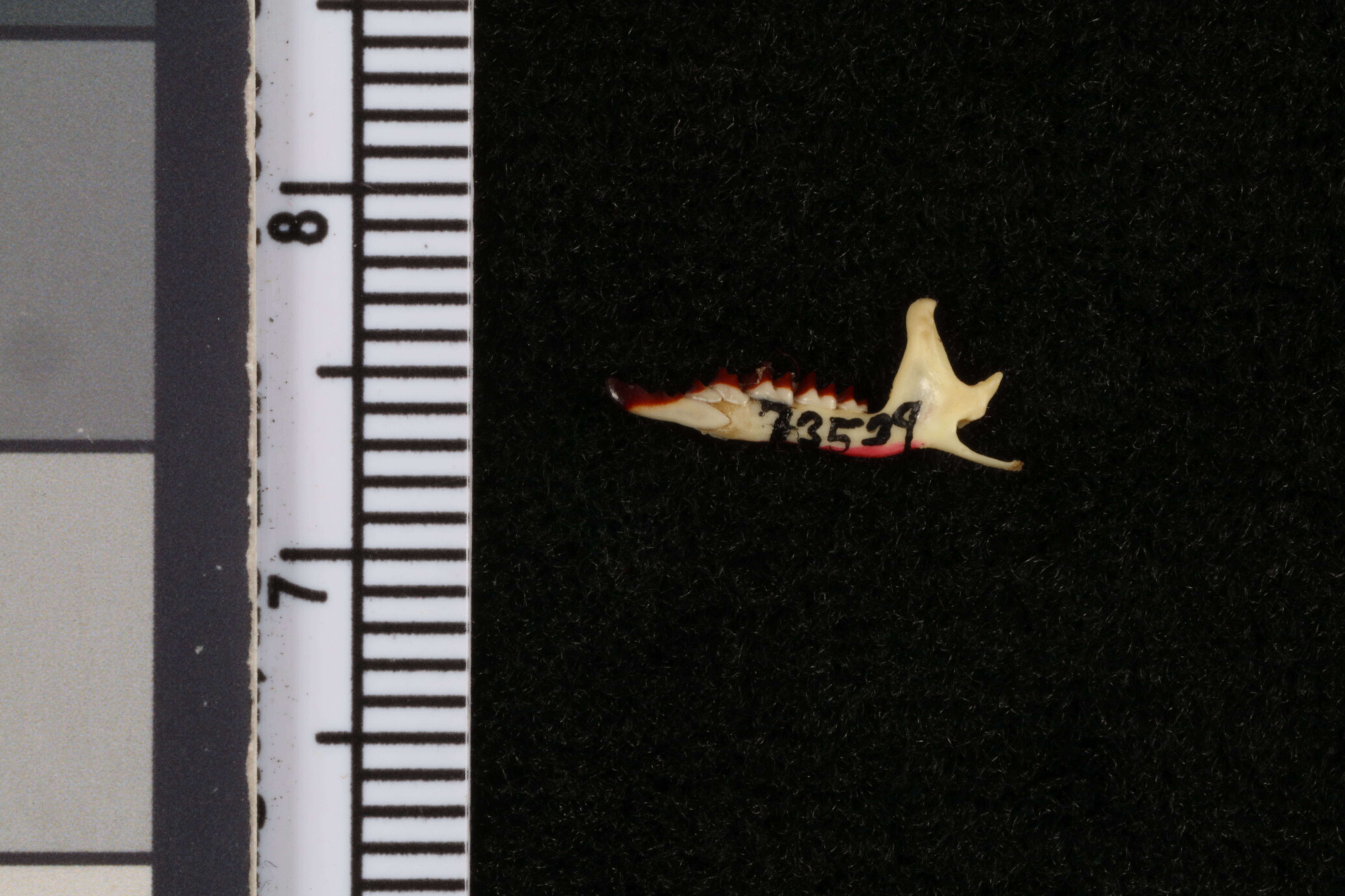 Image of Sorex monticolus alascensis Merriam 1895