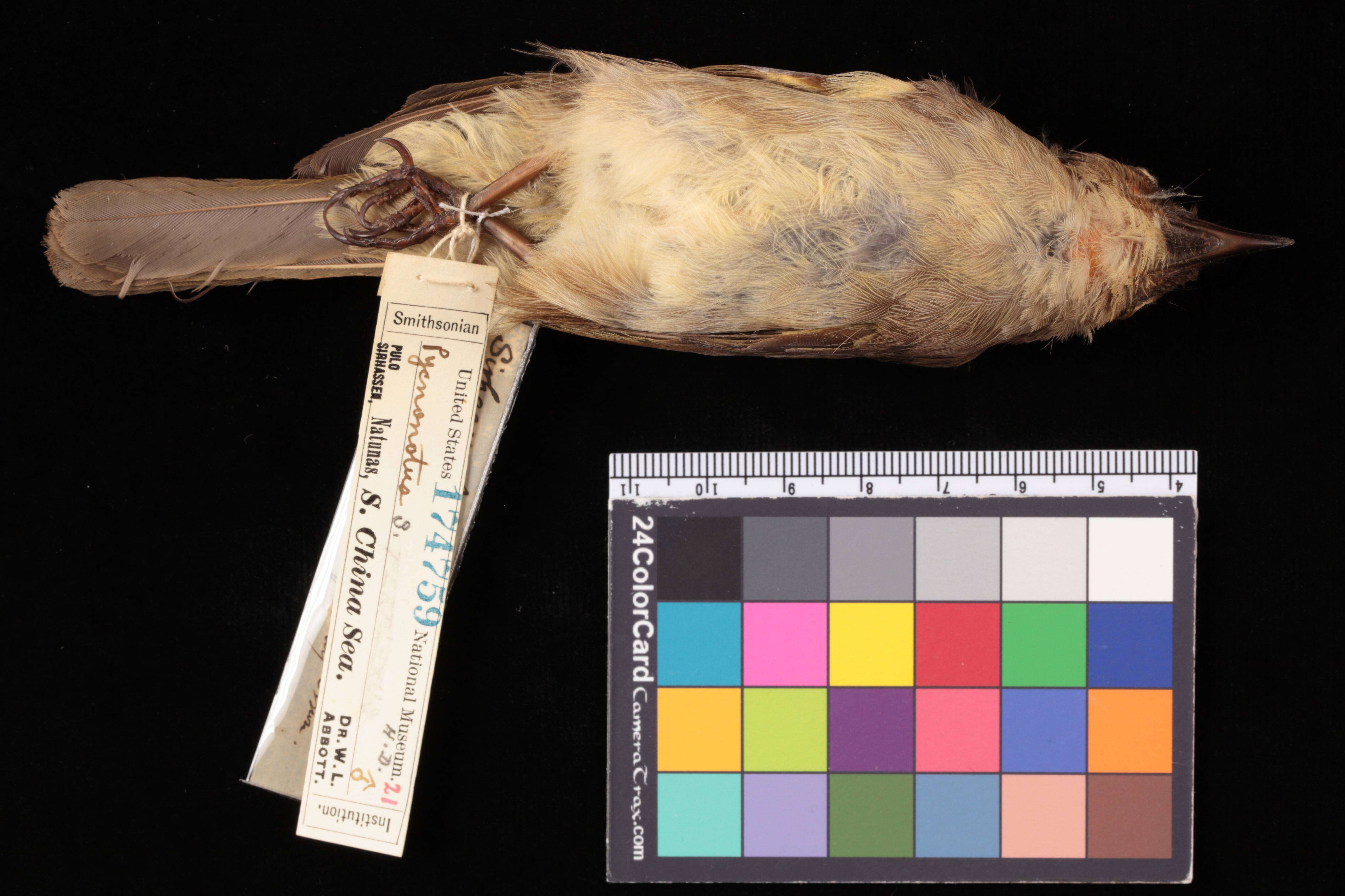 Image of Pycnonotus simplex simplex Lesson & R 1839