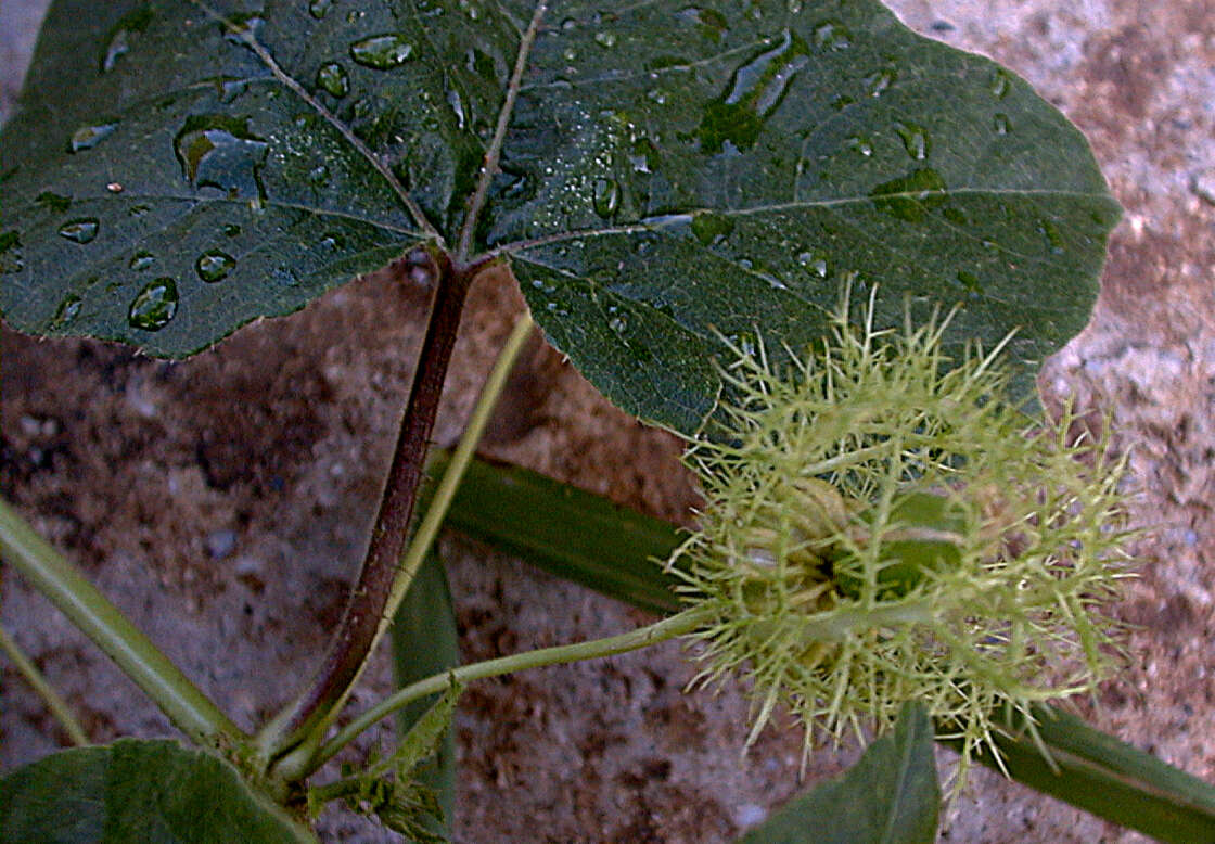 Image of fetid passionflower