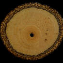 Image of Tetrapterys calophylla A. Juss.