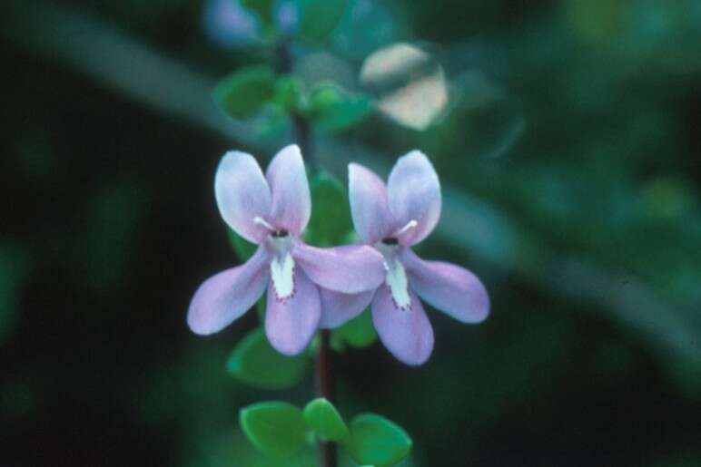 Image of pricklybush