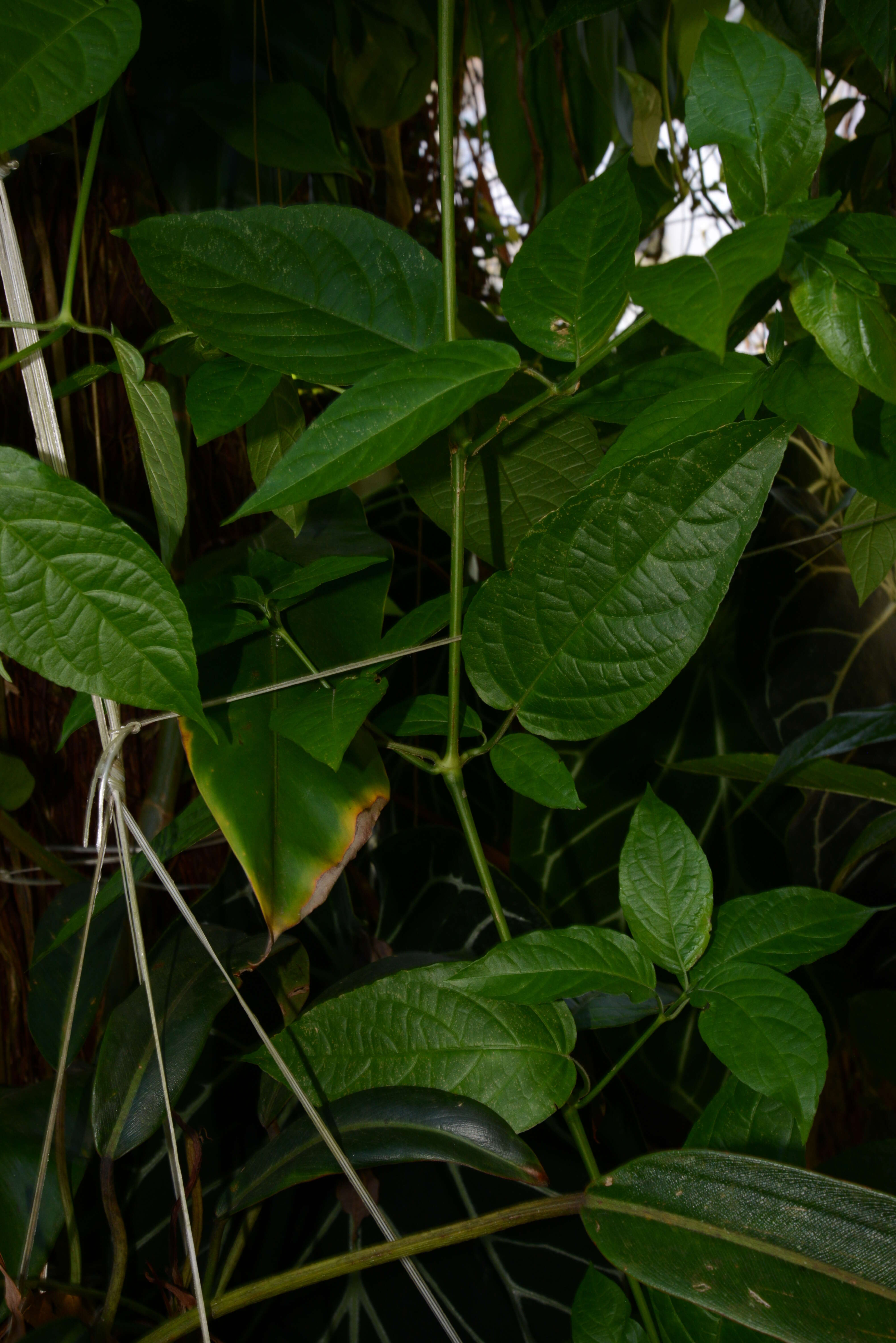 Imagem de Ruellia inflata Rich.