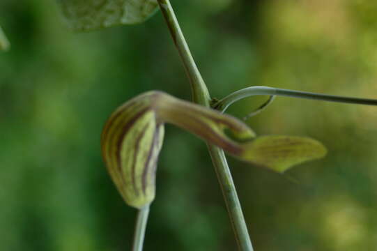 Image of Aristolochia L.