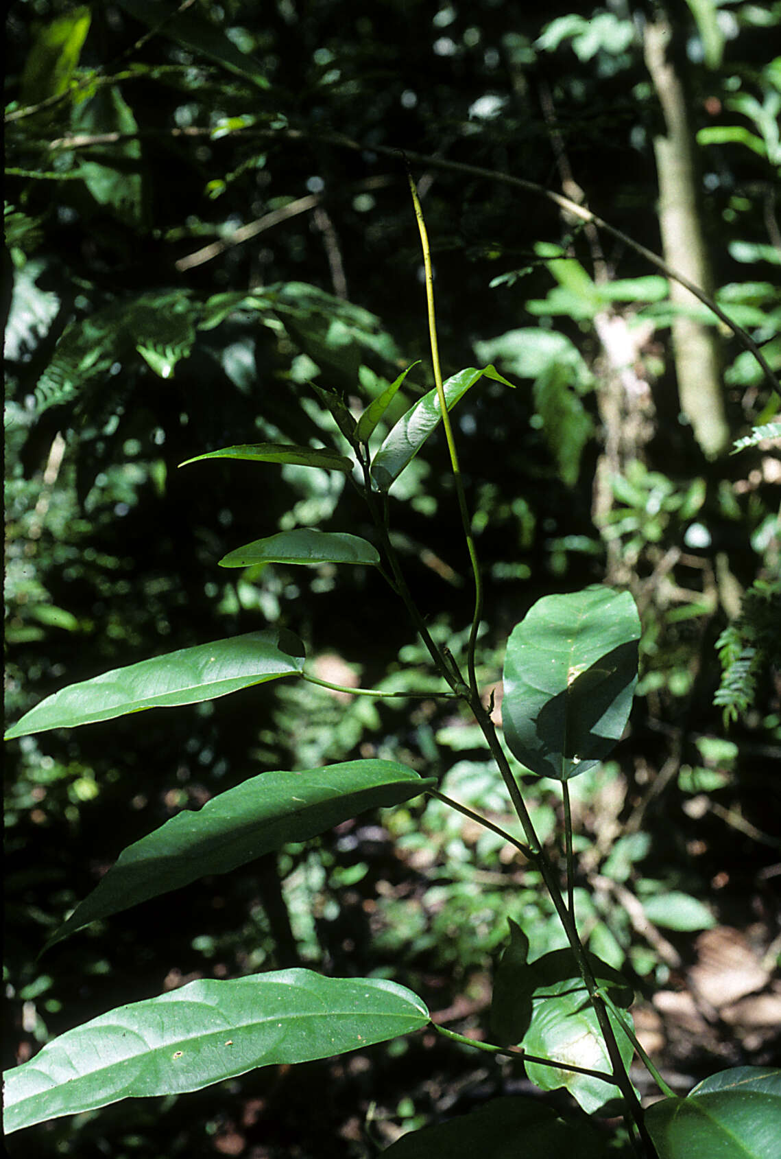 Image of Omphalea diandra L.