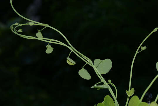 Image of Aristolochia L.