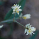 Слика од Gomphrena holosericea (Moq.) Moq.