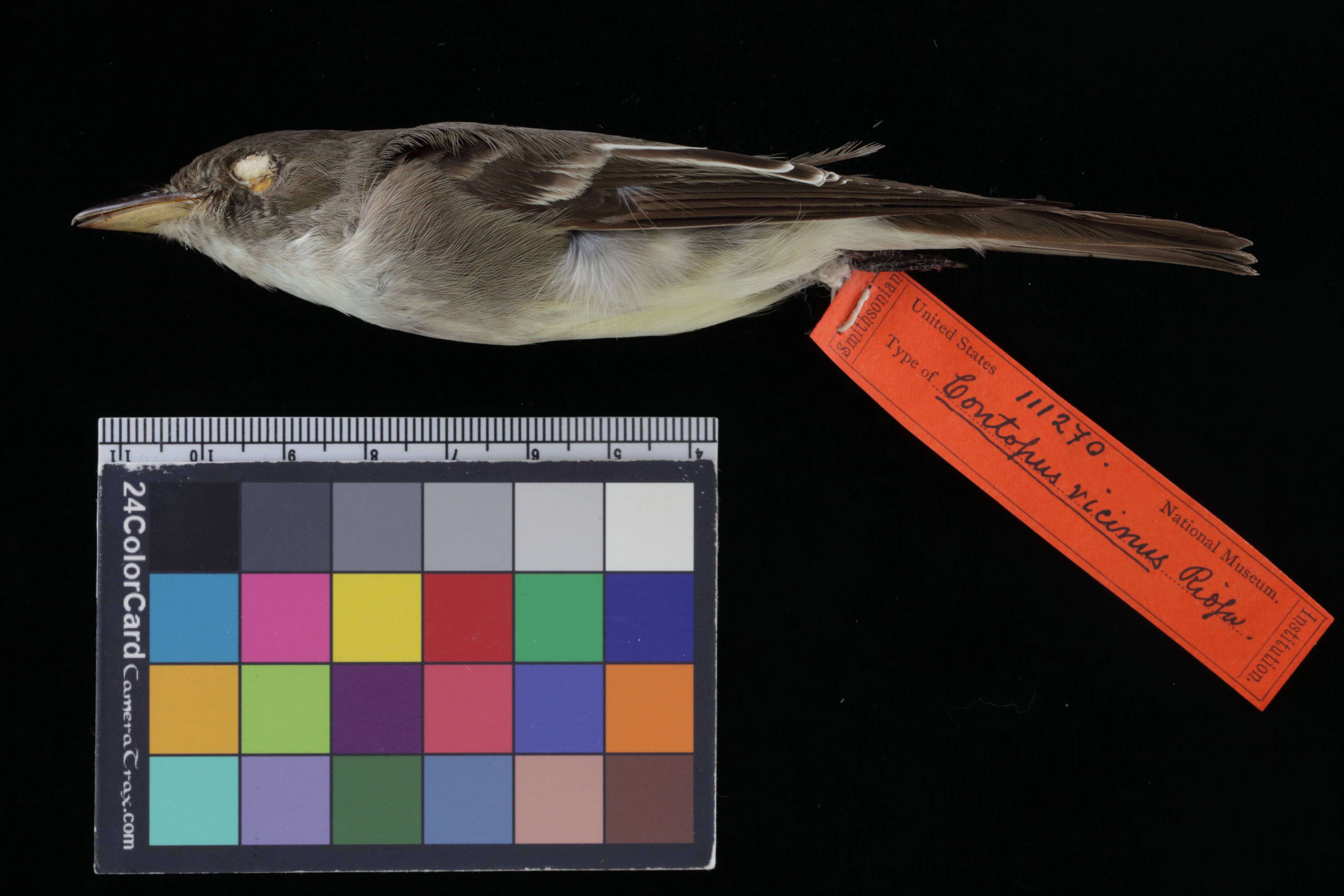 Image of Eastern Wood Pewee