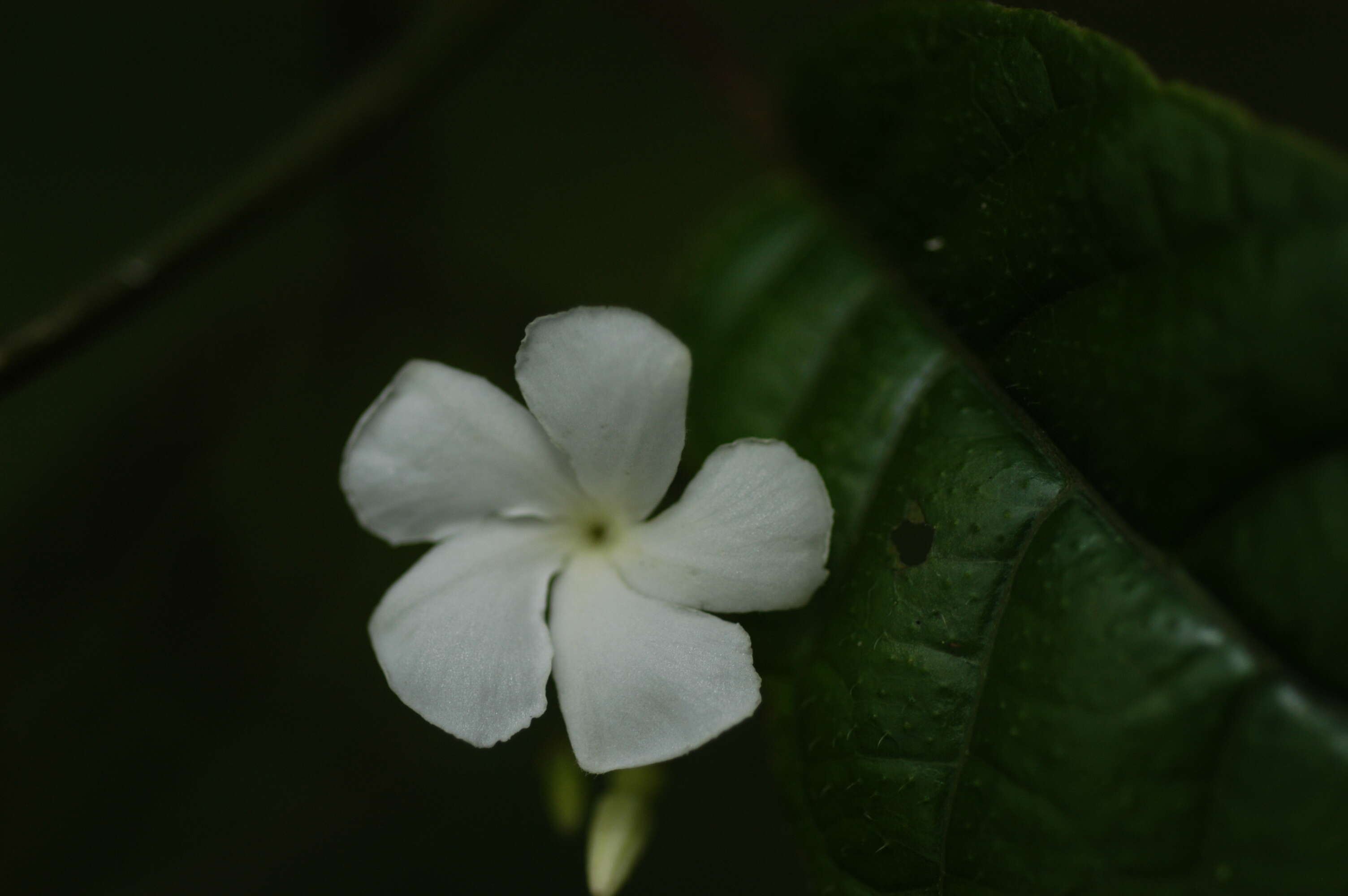 Image of Natal plum