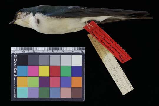 Plancia ëd Tachycineta cyaneoviridis (Bryant & H 1859)