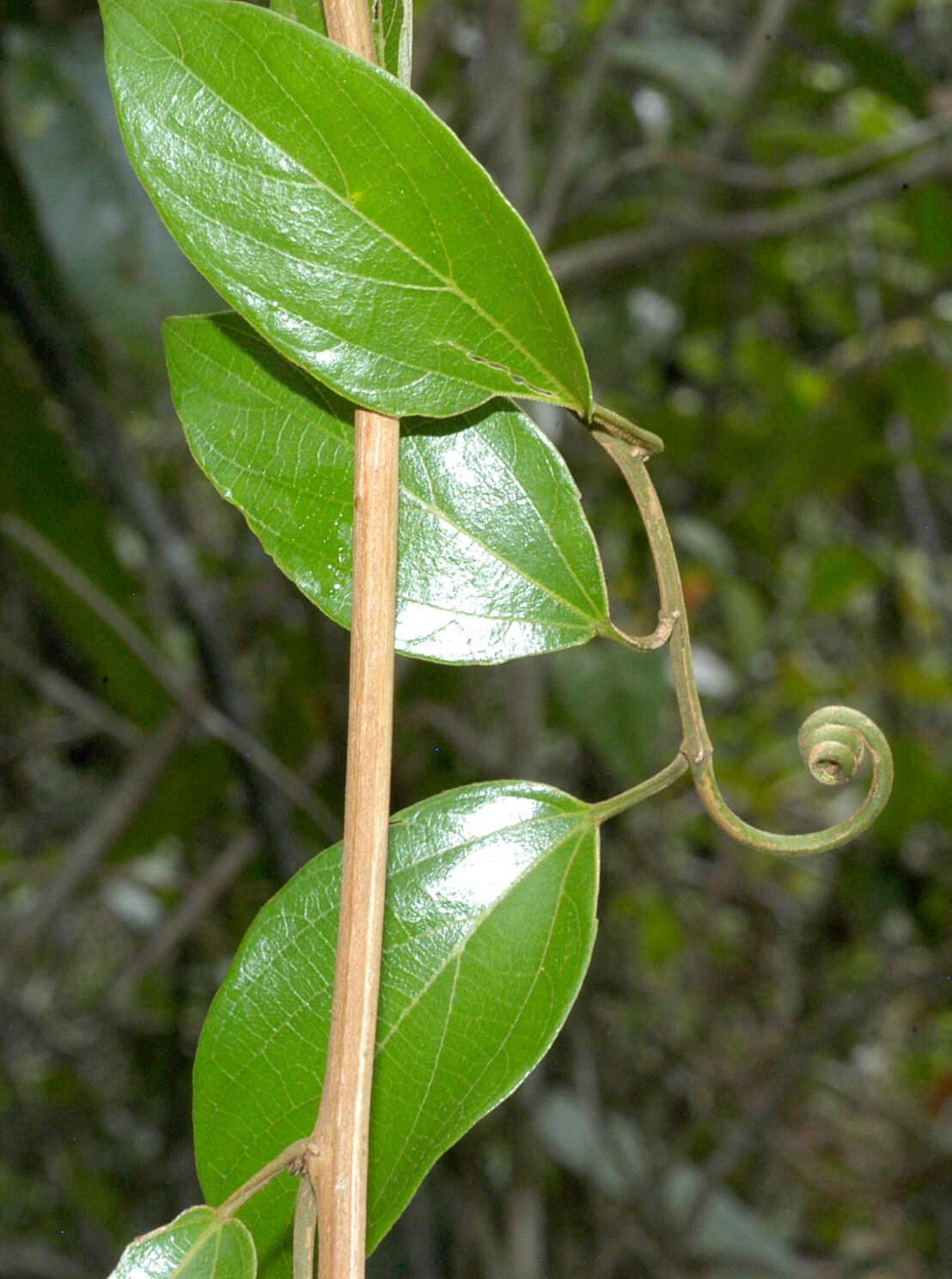 Image of Gouania Jacq.