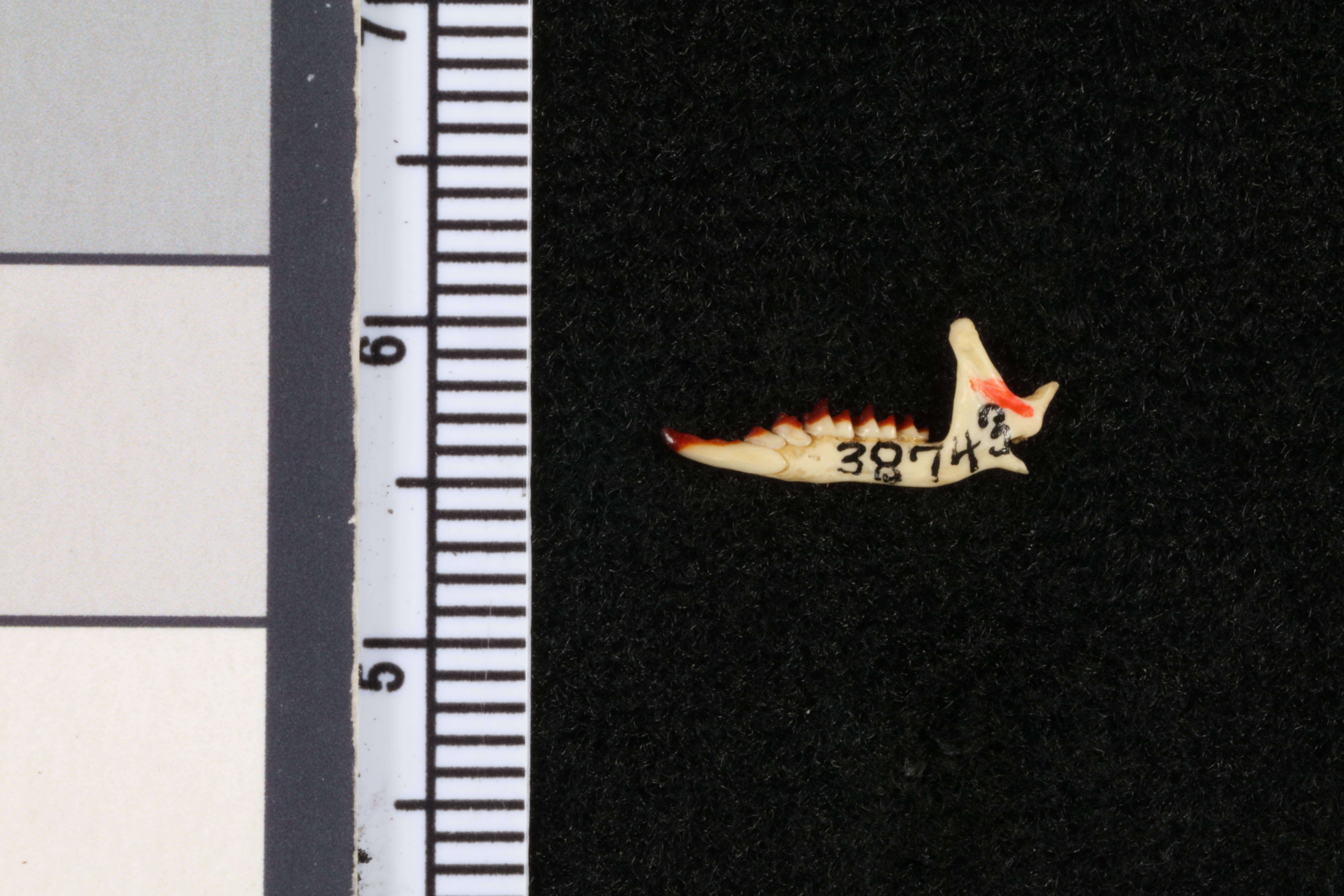 Image of Sorex palustris albibarbis (Cope 1862)