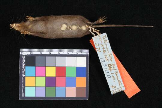 Image of Sumatran Giant Shrew