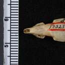 Image of Dusky Shrew