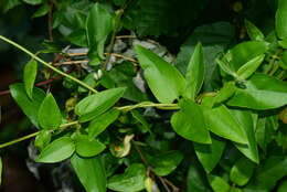 Image of Japanese honeysuckle