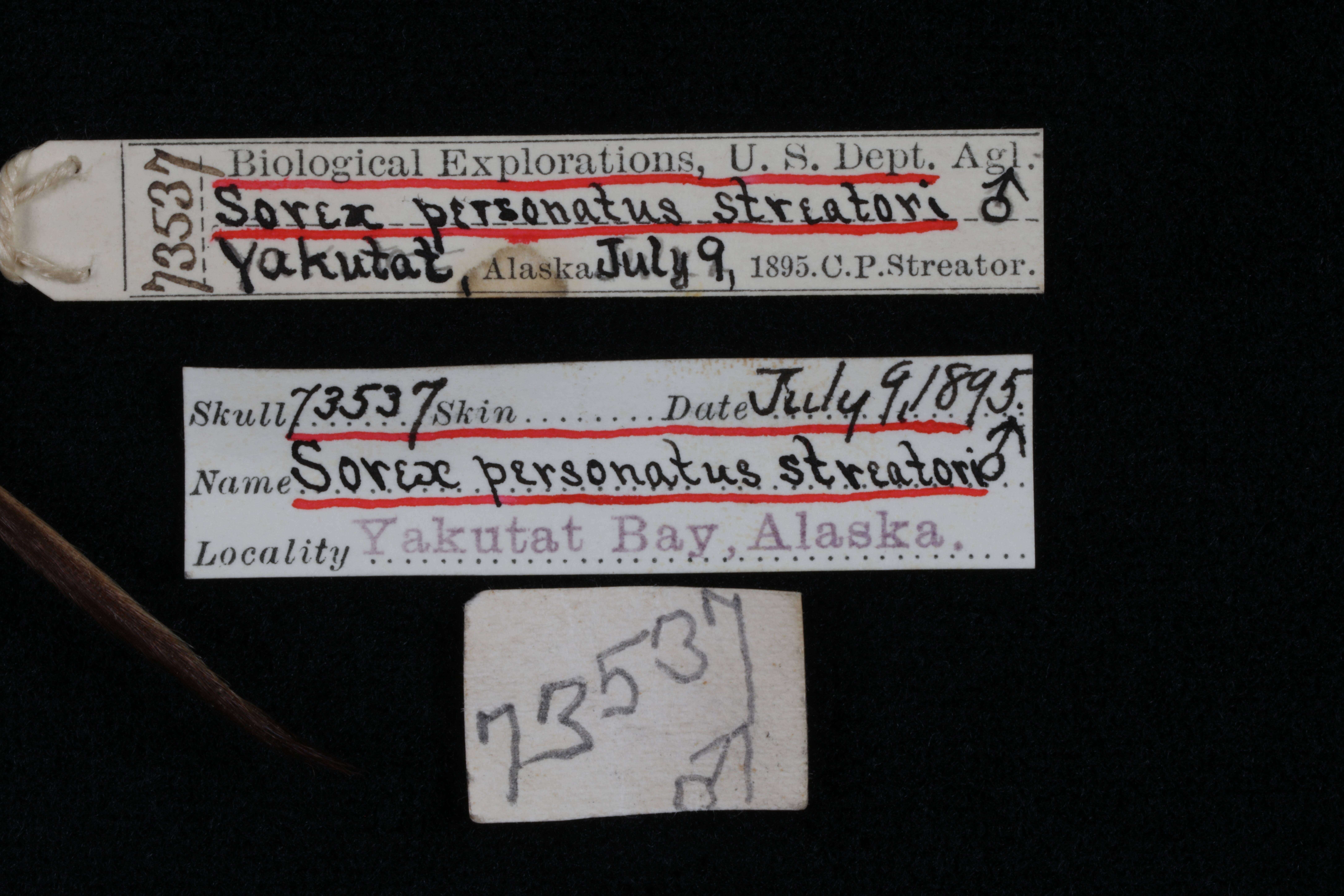 Image of Sorex cinereus streatori Merriam 1895