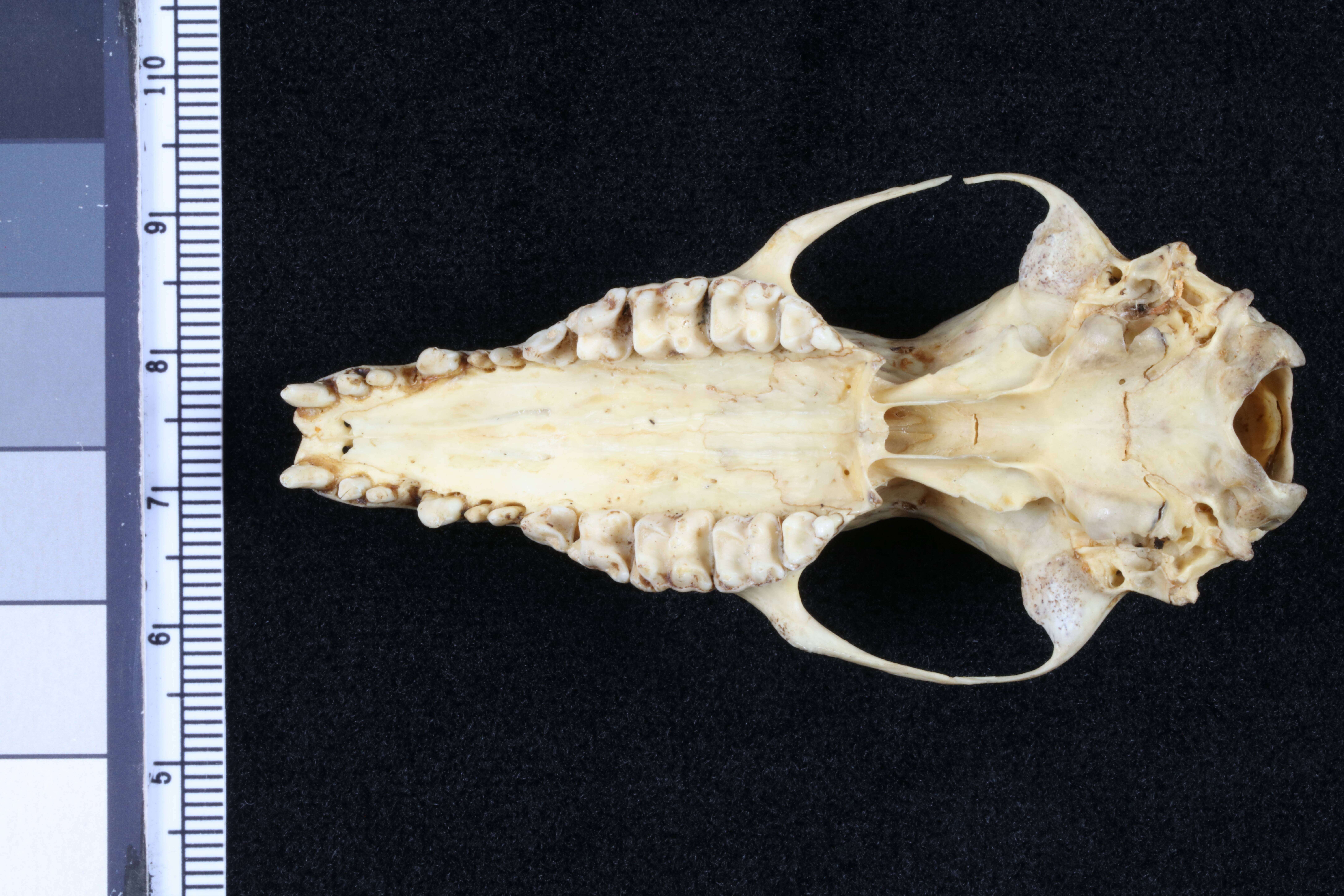Image of Echinosorex gymnura gymnura (Raffles 1822)