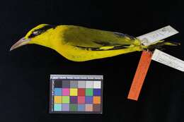 Image of Black-naped Oriole