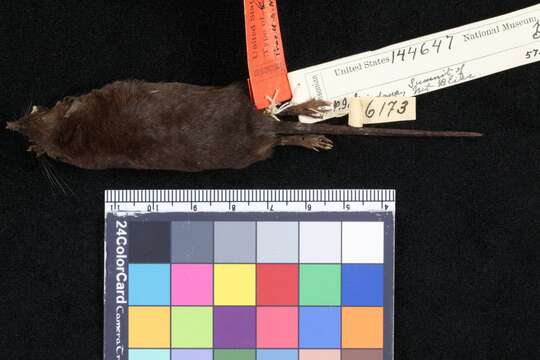 Image of Mindanao Shrew