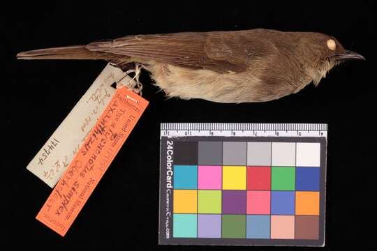 Image of Cream-vented Bulbul (Anambas-Natuna White-eyed)