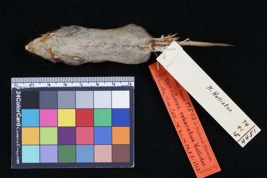 Image of Flat-skulled Shrew