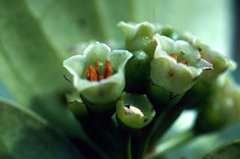 Symphysia racemosa (Vahl) Stearn resmi