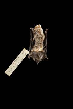 Image of Brazilian brown bat