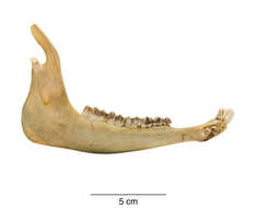 Image of Gazella leptoceros leptoceros (F. Cuvier 1842)