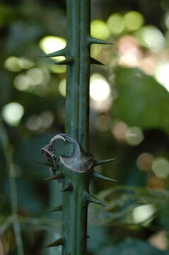 Image of Smilax purhampuy Ruiz