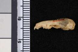 Image of Mouse-tailed Shrew