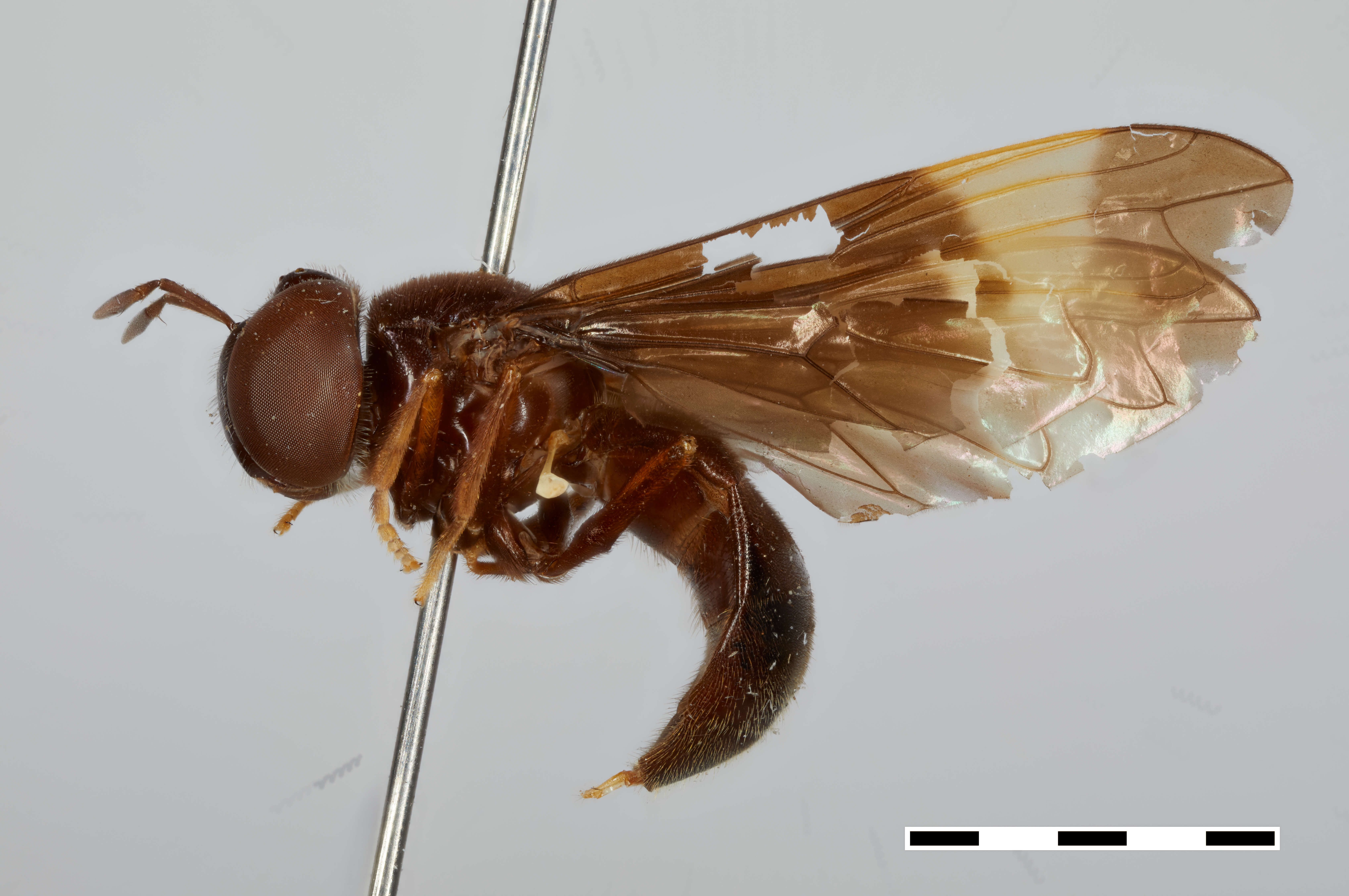 Слика од Hypselosyrphus vexillipennis Reemer 2013