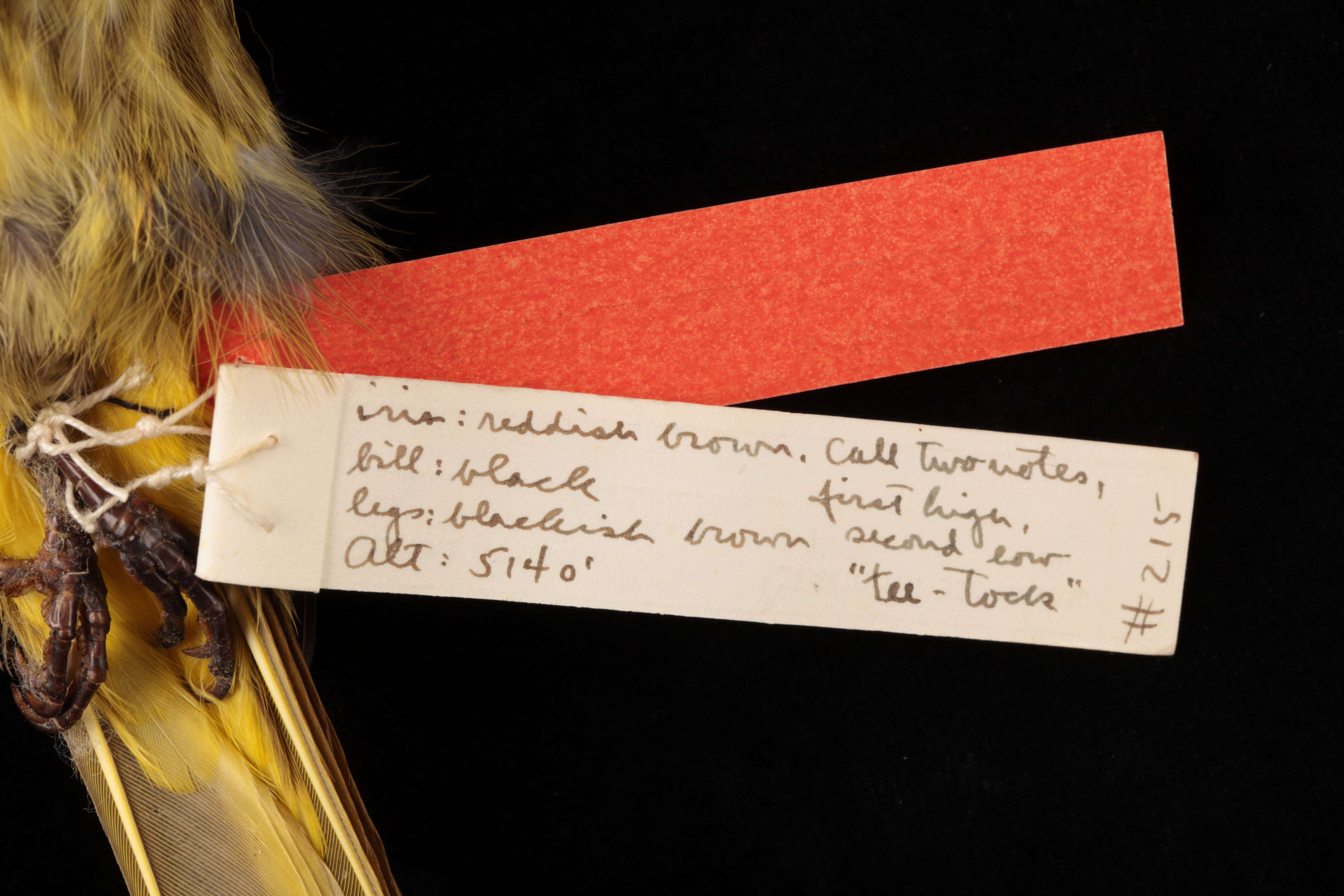 Image of <i>Pycnonotus striatus arctus</i> Ripley 1948