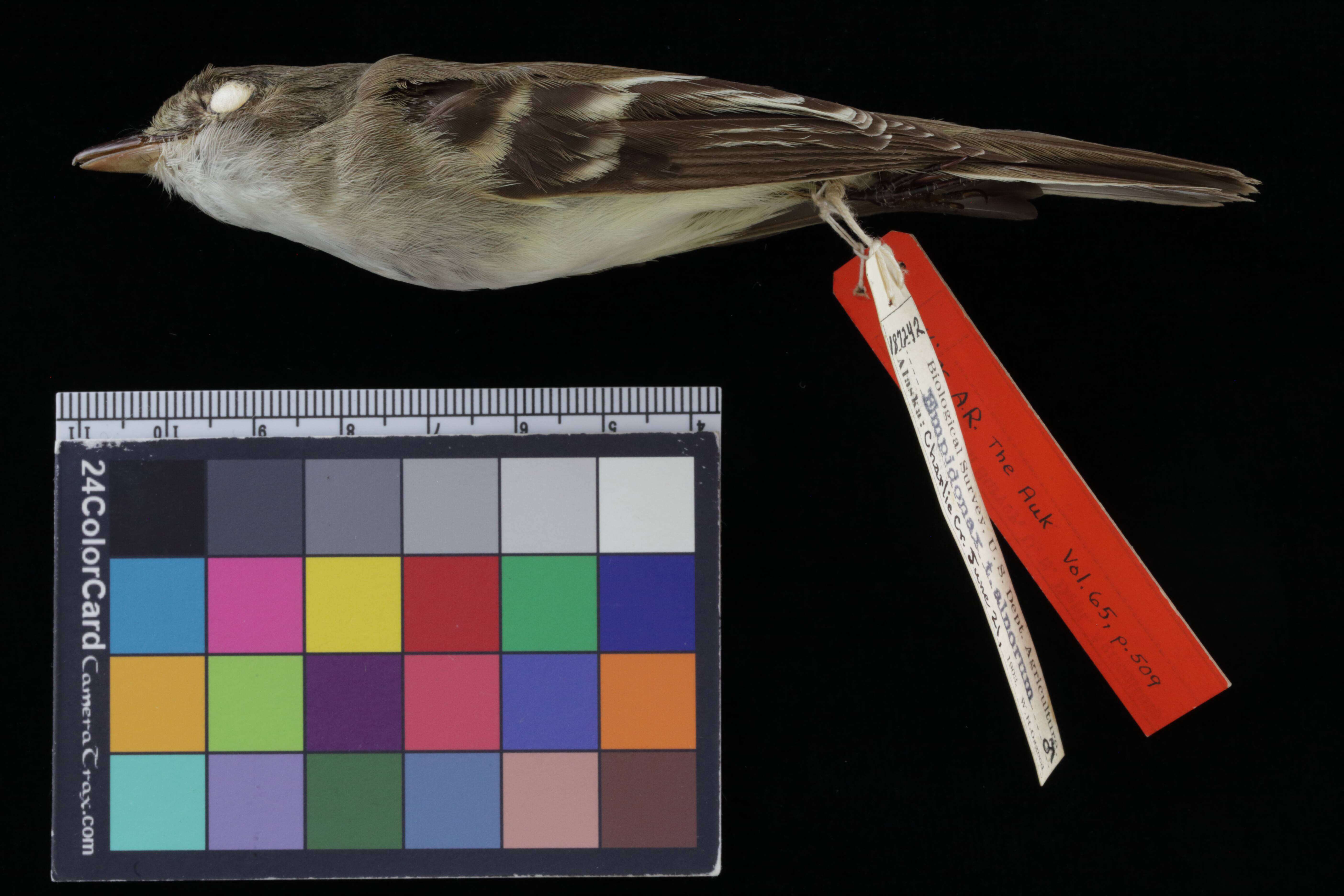 Image of Alder Flycatcher