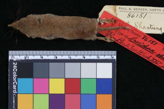 Crocidura shantungensis shantungensis Miller 1901的圖片