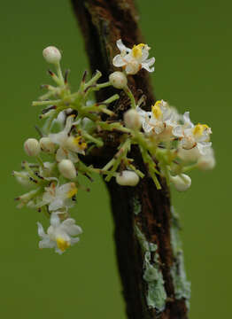 Imagem de Paullinia largifolia Radlk.