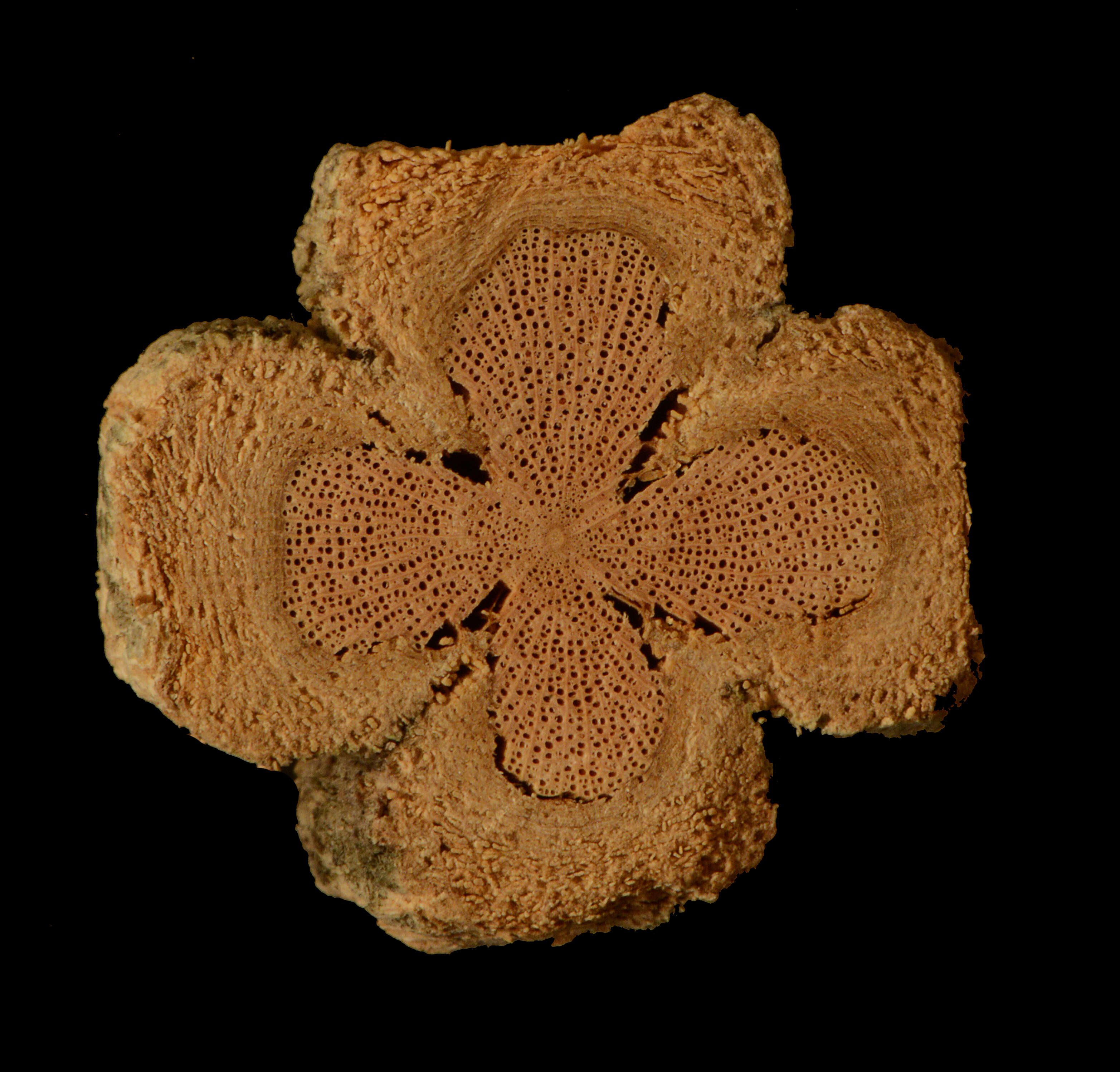 Слика од Amphilophium lactiflorum (Vahl) L. G. Lohmann