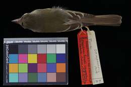 Image of Willow Flycatcher