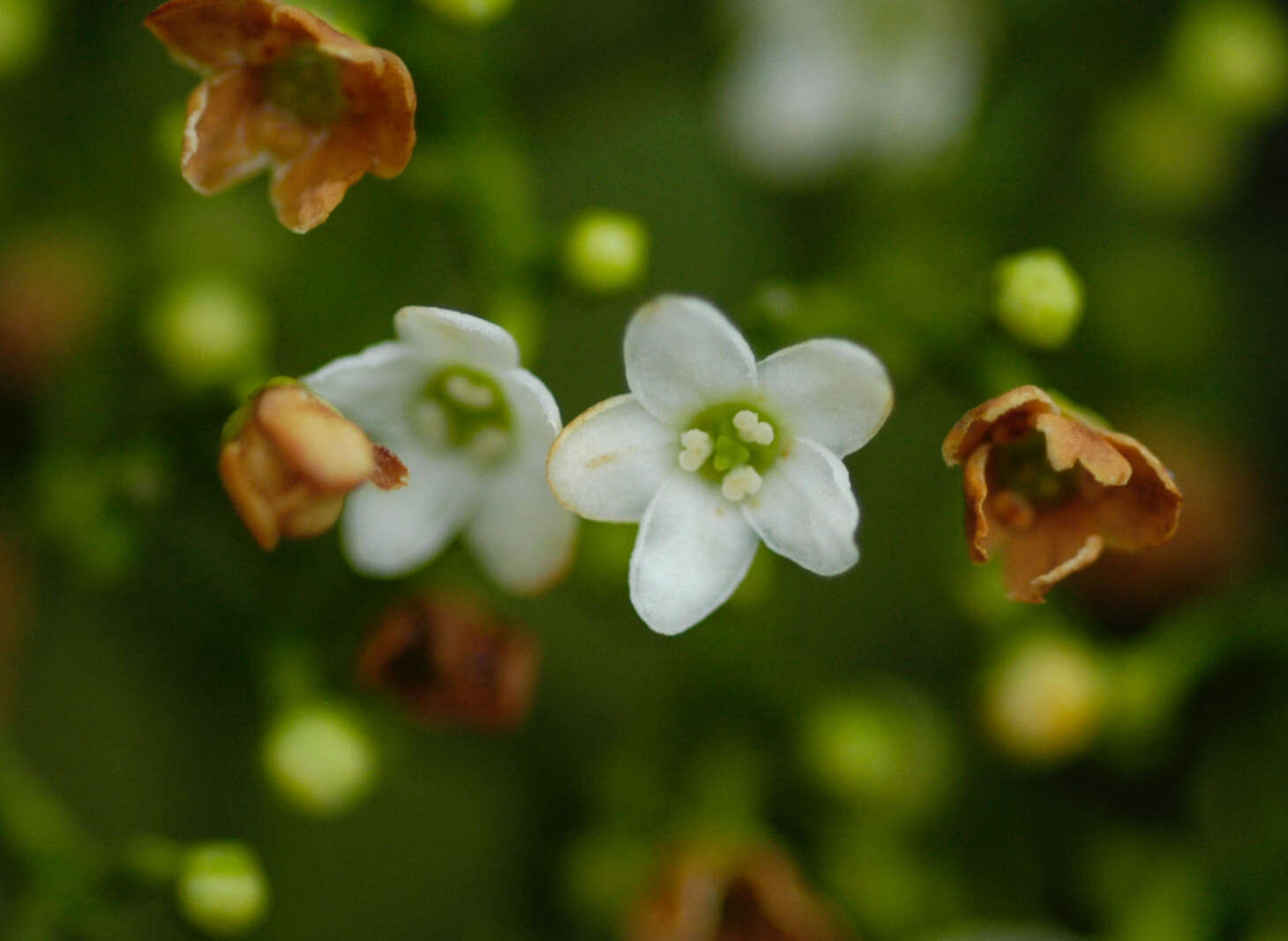 Image of Tontelea attenuata Miers