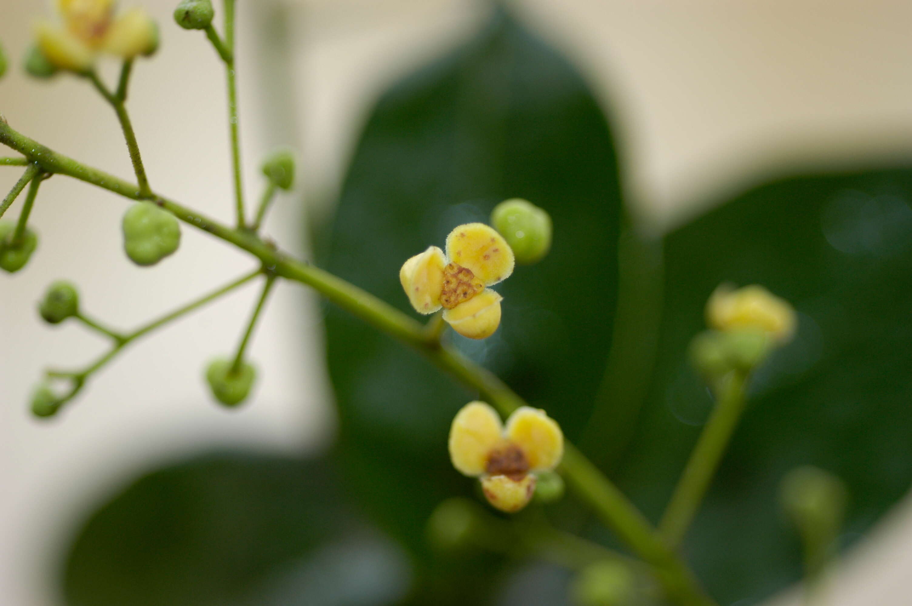 Image of Anomospermum reticulatum (C. Martius) Eichler