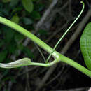 Image of Smilax L.