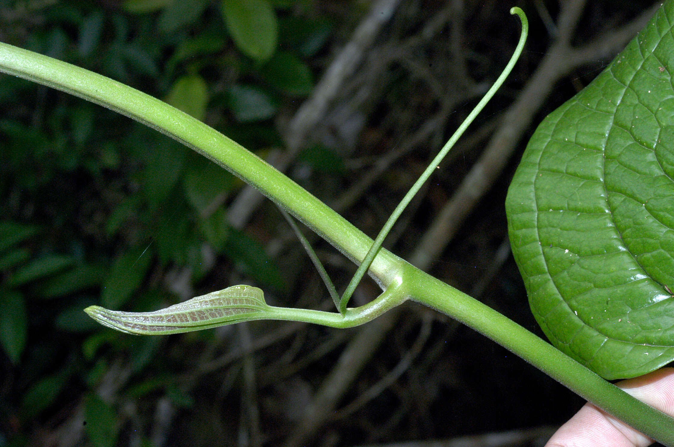 Image de Smilax L.