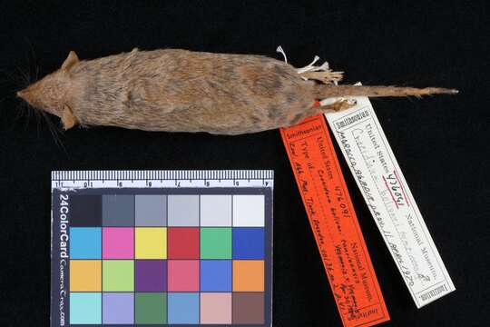 Image of Savanna Path Shrew