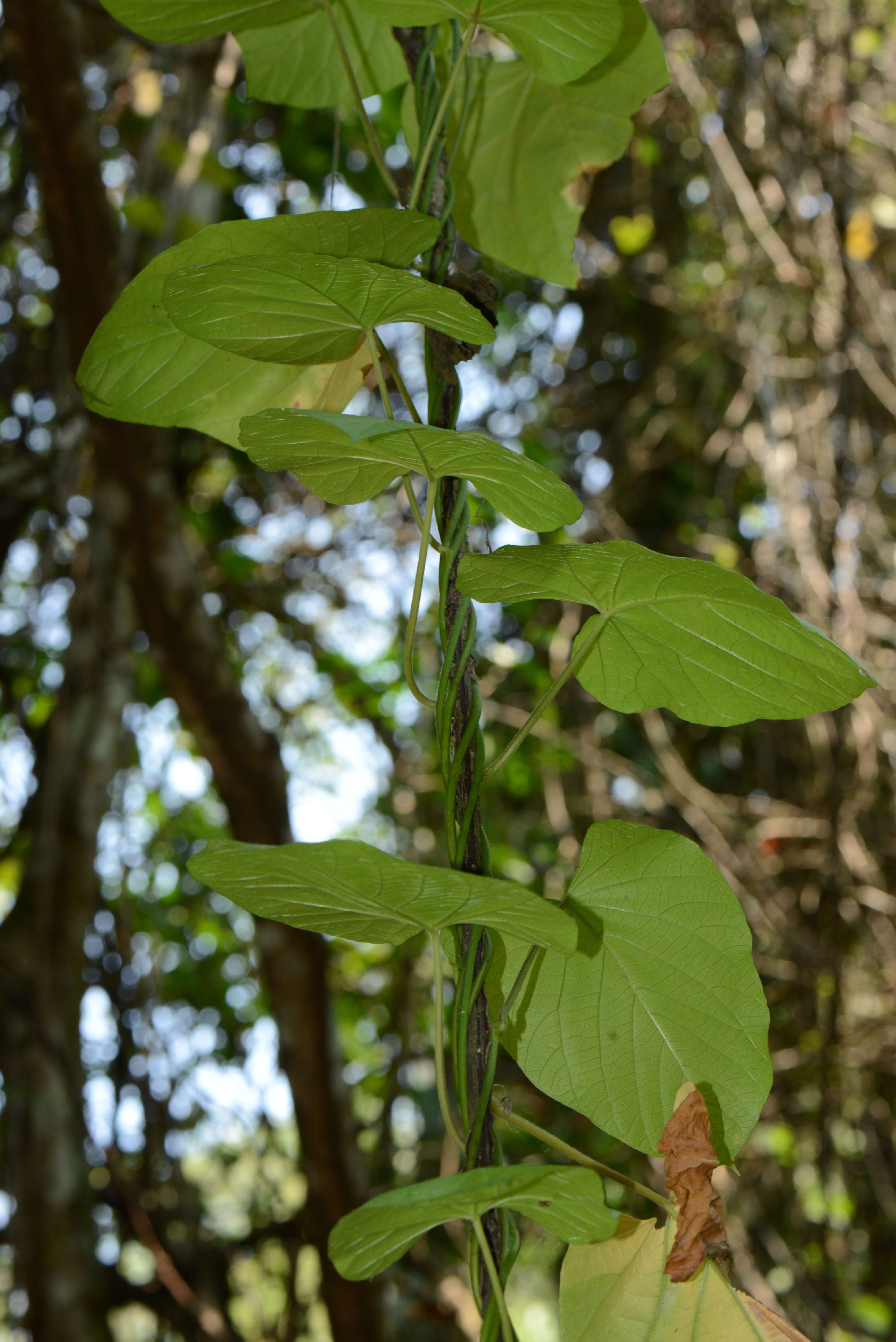 Image of Ipomoea L.