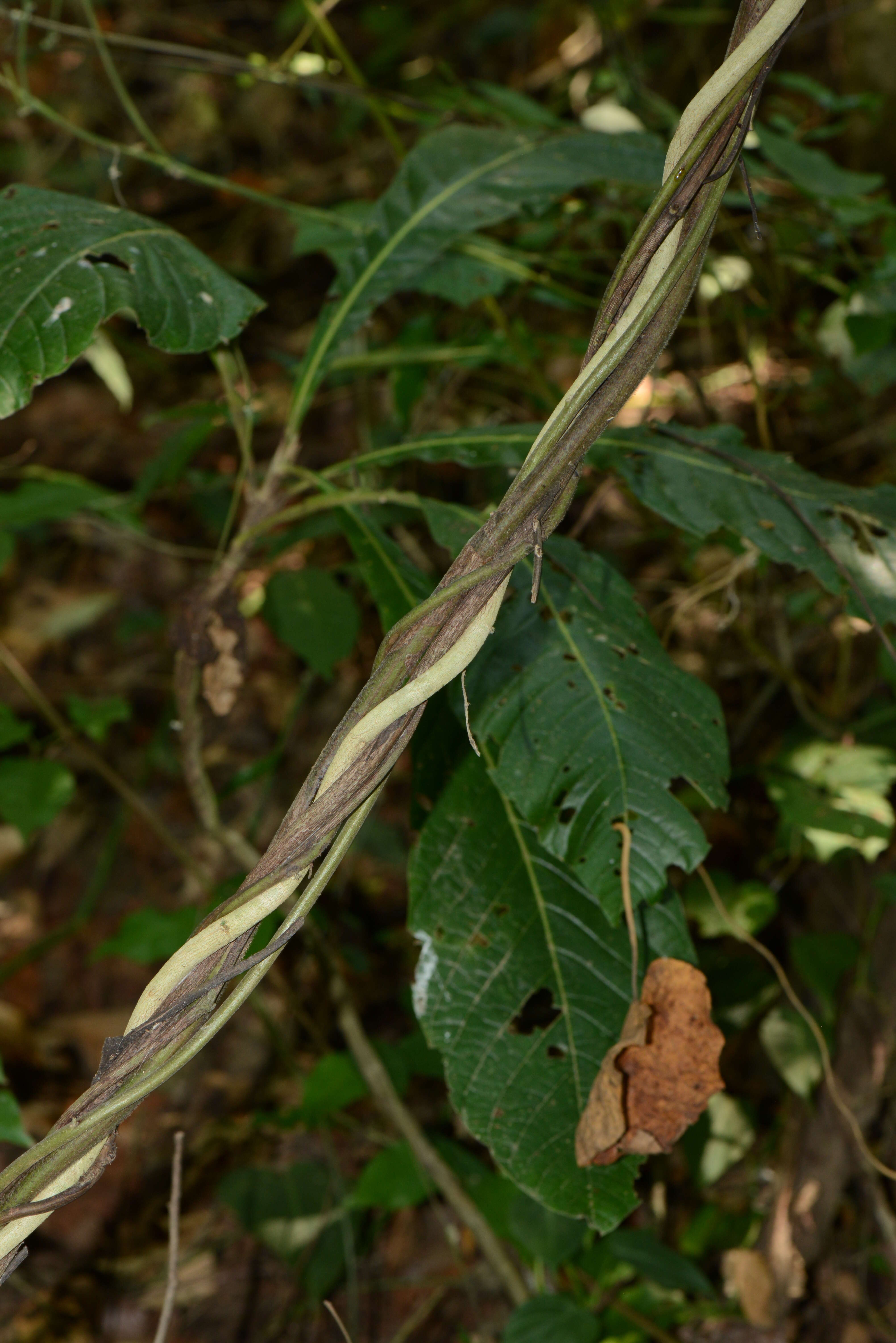 Image of Ipomoea L.