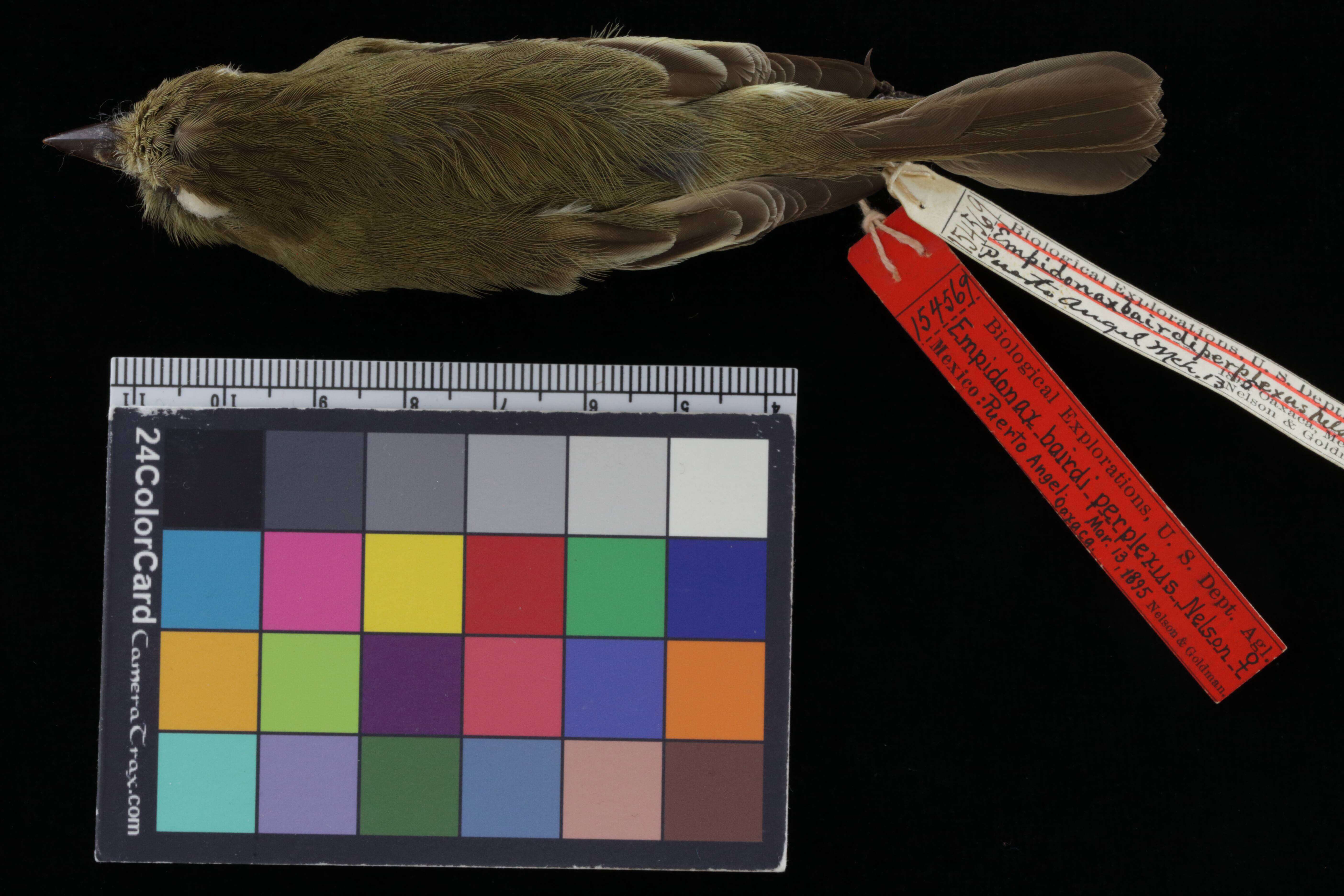 Image of Empidonax difficilis difficilis Baird & SF 1858