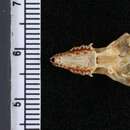 Image of Nelson's Small Eared Shrew